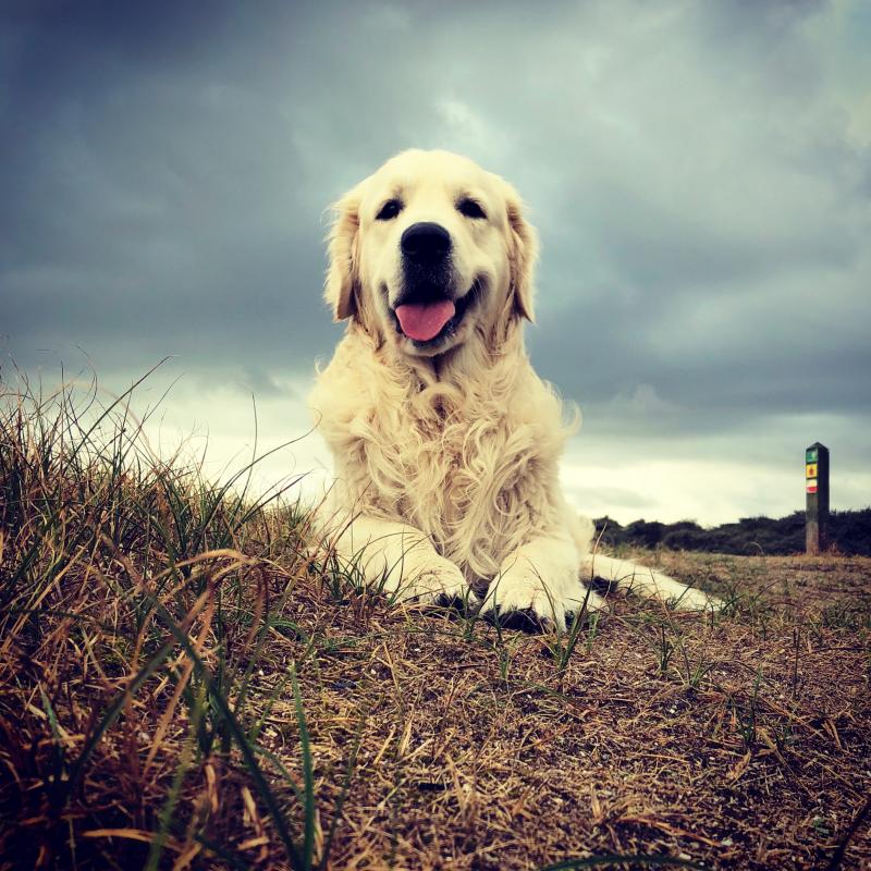 Max, de Golden Retriever,